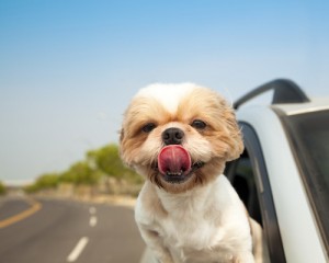 dog in car
